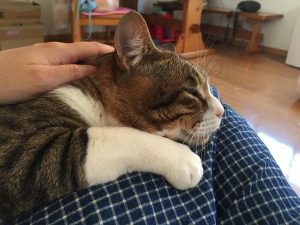 ねこ